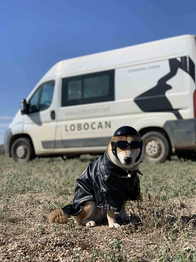 Centro Canino Lobocan perros