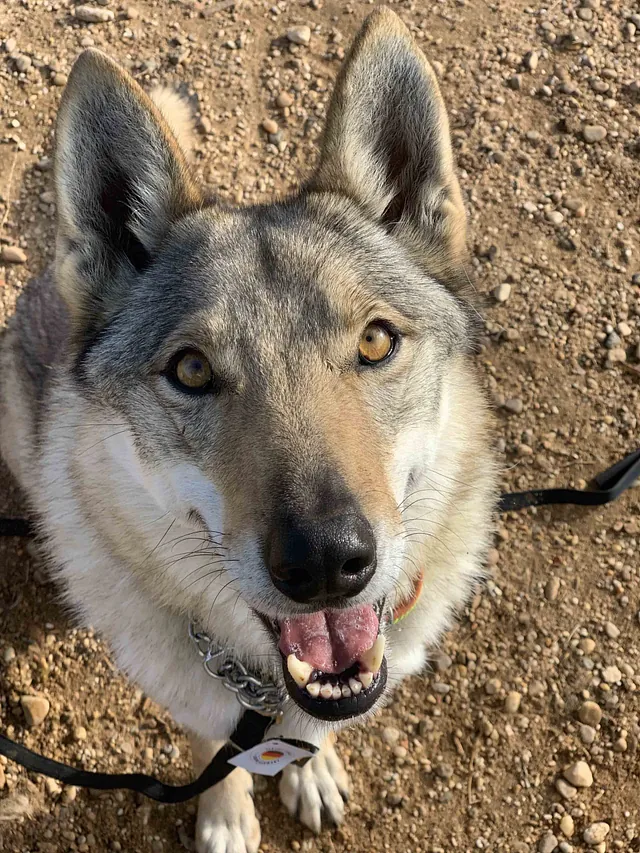 Centro Canino Lobocan perros