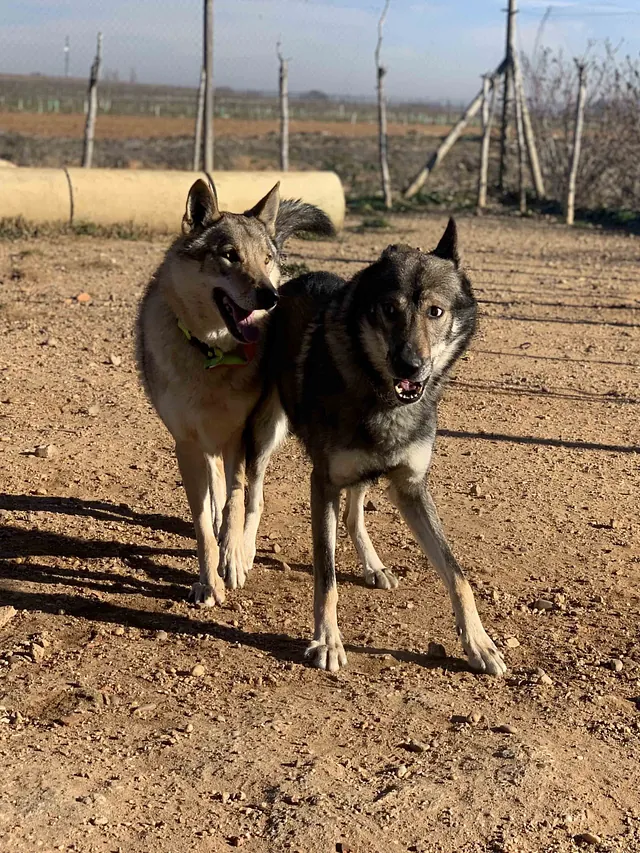 Centro Canino Lobocan perros