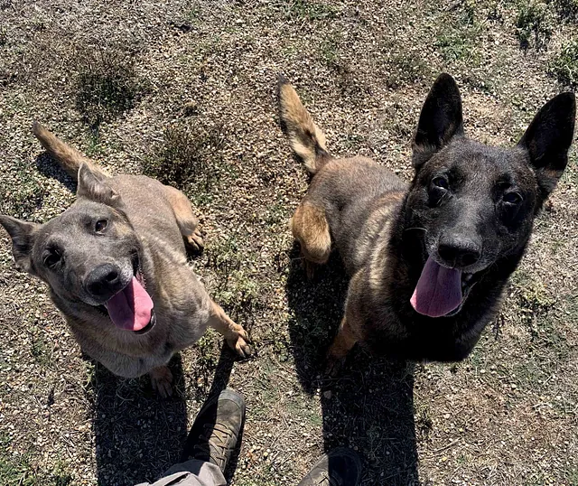 Centro Canino Lobocan perros