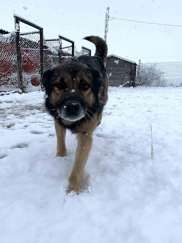 Centro Canino Lobocan perros