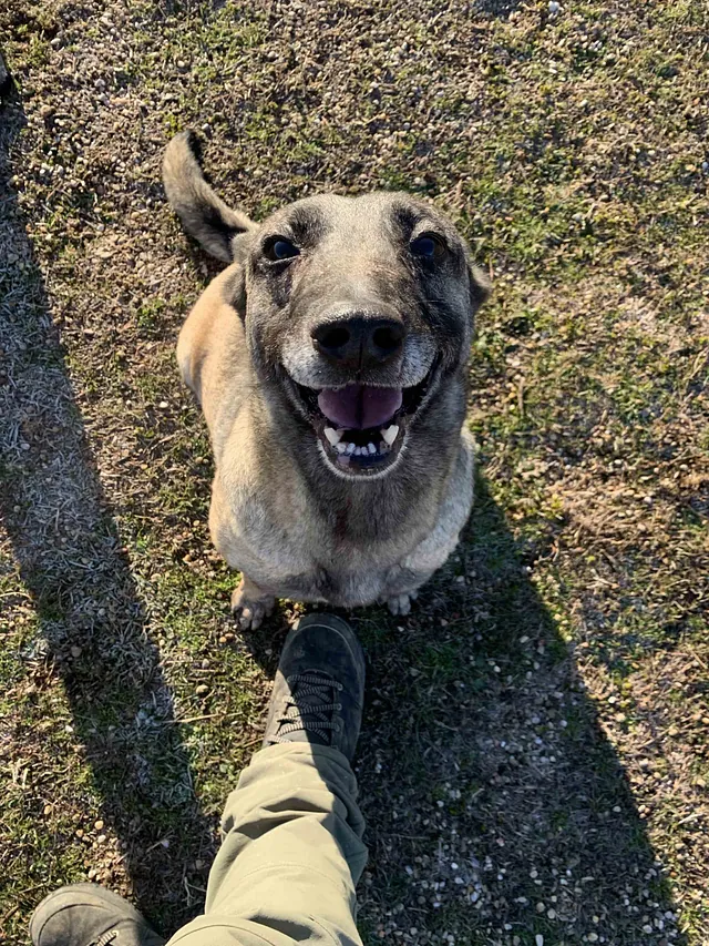 Centro Canino Lobocan perros